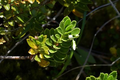 Veronica macrantha, photographed by Christopher Stephens