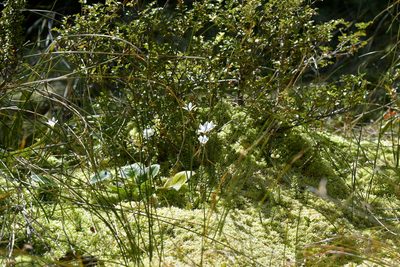 Forstera sedifolia, photographed by Christopher Stephens