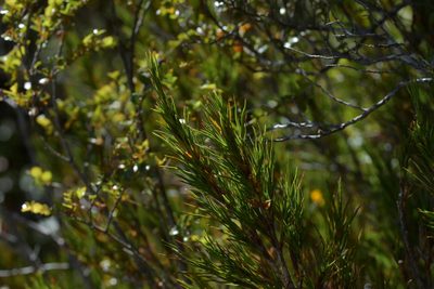 Dracophyllum rosmarinifolium, photographed by Christopher Stephens