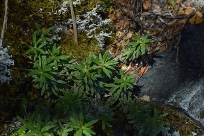 Celmisia walkeri, photographed by Christopher Stephens
