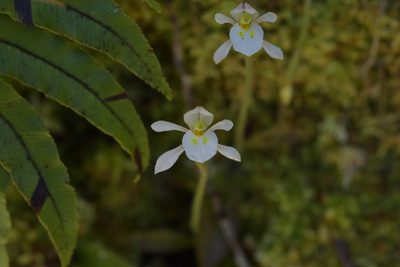 Aporostylis bifolia, photographed by Christopher Stephens