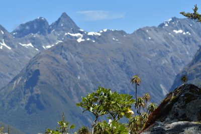 Dracophyllum menziesii, photographed by Christopher Stephens