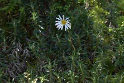 Celmisia walkeri, photographed by Christopher Stephens
