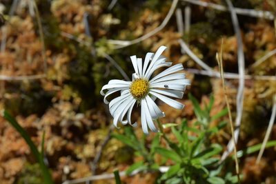 Celmisia walkeri, photographed by Christopher Stephens
