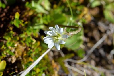 Celmisia glandulosa, photographed by Christopher Stephens