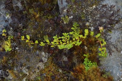 Ourisia caespitosa, photographed by Christopher Stephens