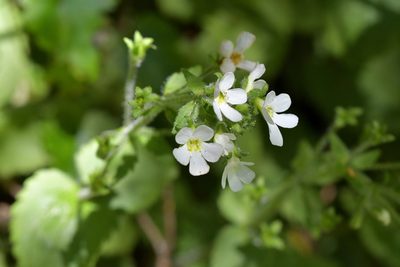 Ourisia crosbyi, photographed by Christopher Stephens