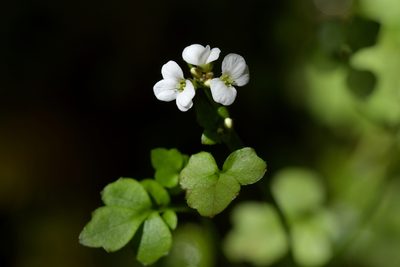 Cardamine corymbosa, photographed by Christopher Stephens