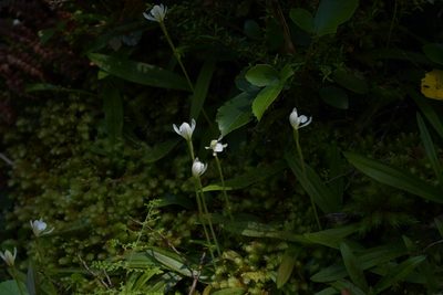 Aporostylis bifolia, photographed by Christopher Stephens