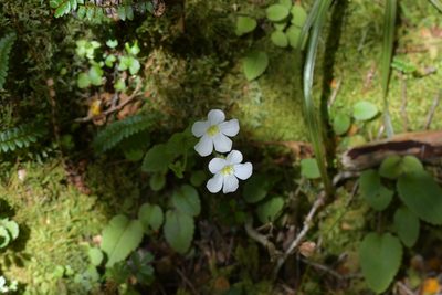 Ourisia crosbyi, photographed by Christopher Stephens