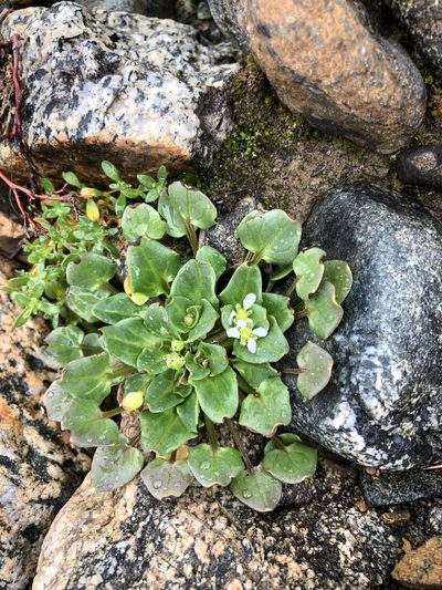 Cochlearia groenlandica, photographed by Valerii Glazunov