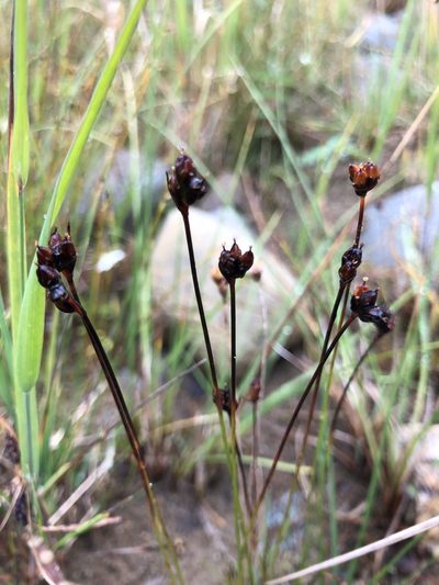 Juncus triglumis, photographed by Valerii Glazunov