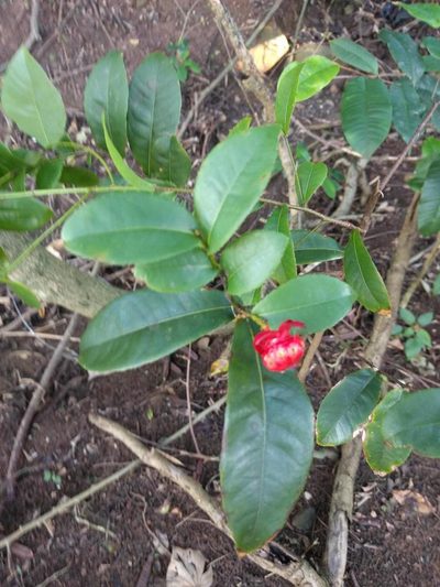 Ochna thomasiana, photographed by Kevin Faccenda