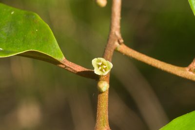 Chrysophyllum oliviforme, photographed by Kevin Faccenda