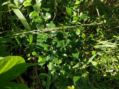 Ehretia microphylla, photographed by Kevin Faccenda