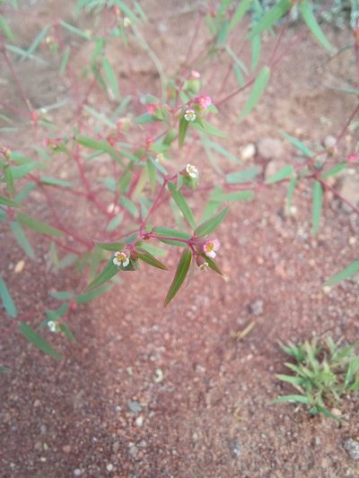 Euphorbia neopolycnemoides, photographed by Kelly Abram