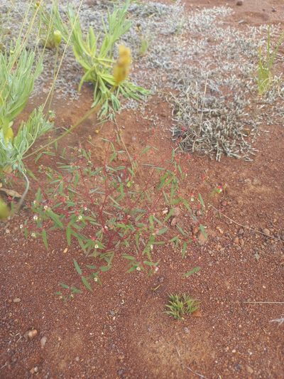 Euphorbia neopolycnemoides, photographed by Kelly Abram