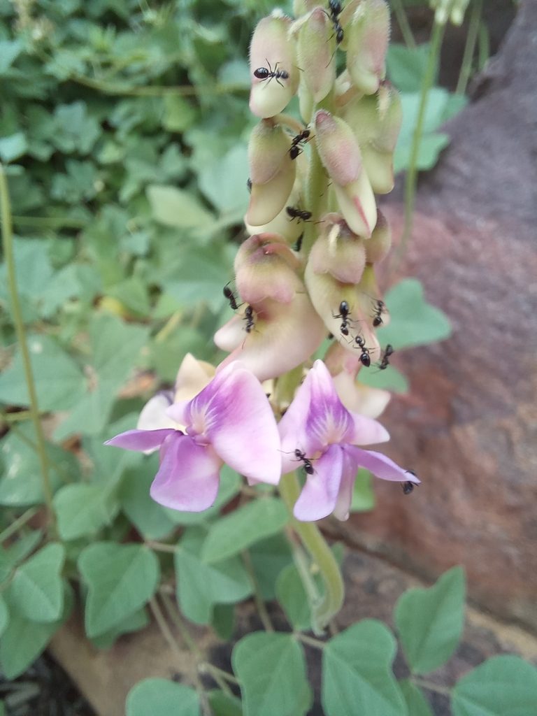 Vigna frutescens, photographed by Kelly Abram