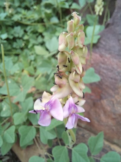 Vigna frutescens, photographed by Kelly Abram