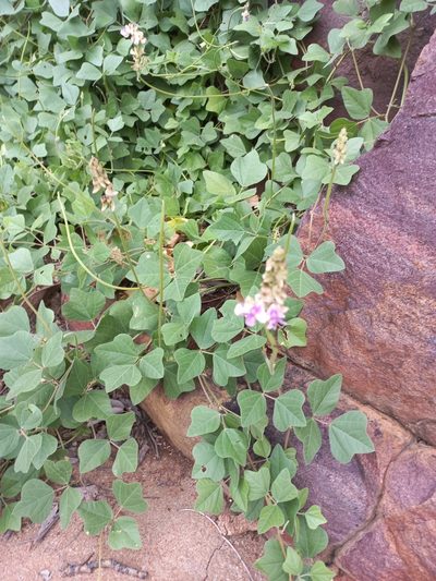 Vigna frutescens, photographed by Kelly Abram