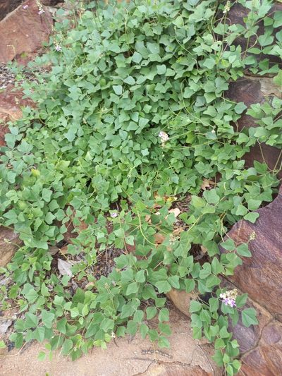 Vigna frutescens, photographed by Kelly Abram