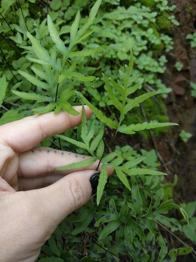 Doryopteris takeuchii, photographed by Kevin Faccenda