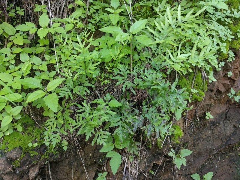 Doryopteris takeuchii, photographed by Kevin Faccenda