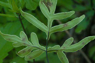 Doryopteris takeuchii, photographed by Kevin Faccenda