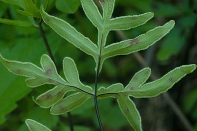 Doryopteris takeuchii, photographed by Kevin Faccenda