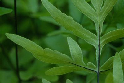 Doryopteris takeuchii, photographed by Kevin Faccenda
