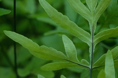 Doryopteris takeuchii, photographed by Kevin Faccenda