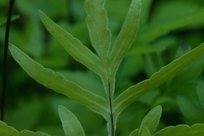 Doryopteris takeuchii, photographed by Kevin Faccenda