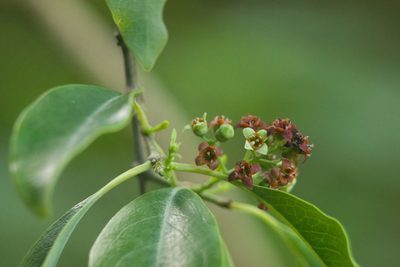 Santalum album, photographed by Kevin Faccenda