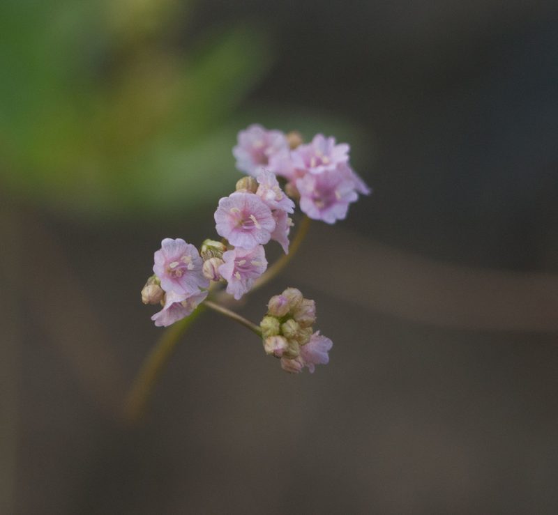 Boerhavia repens, photographed by Kevin Faccenda