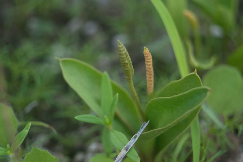 Ophioglossum polyphyllum, photographed by Kevin Faccenda