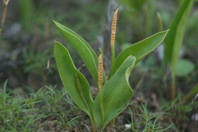Ophioglossum polyphyllum, photographed by Kevin Faccenda