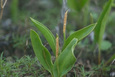 Ophioglossum polyphyllum, photographed by Kevin Faccenda