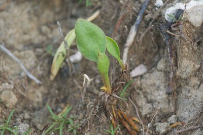 Ophioglossum polyphyllum, photographed by Kevin Faccenda