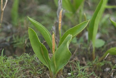 Ophioglossum polyphyllum, photographed by Kevin Faccenda