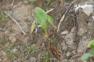 Ophioglossum polyphyllum, photographed by Kevin Faccenda