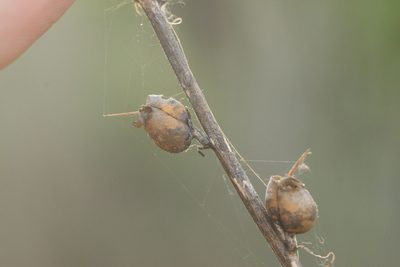 Misopates orontium, photographed by Kevin Faccenda