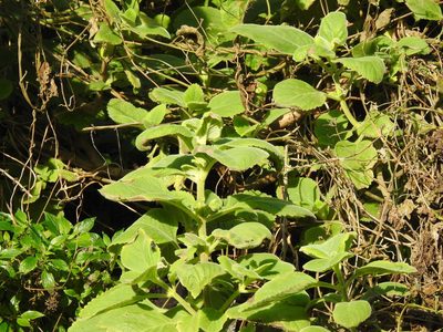 Coleus barbatus, photographed by Duarte Frade
