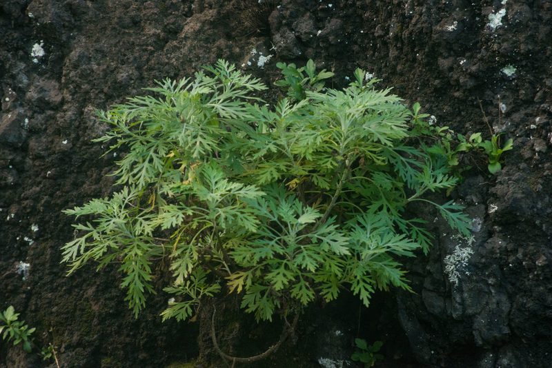 Artemisia australis, photographed by Kevin Faccenda