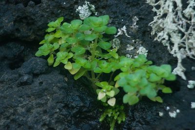 Pilea peploides, photographed by Kevin Faccenda