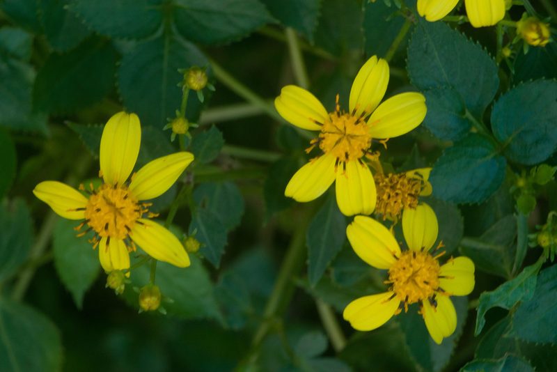 Bidens asymmetrica, photographed by Kevin Faccenda