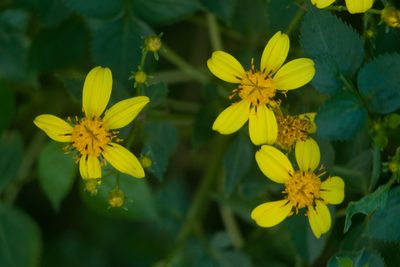 Bidens asymmetrica, photographed by Kevin Faccenda