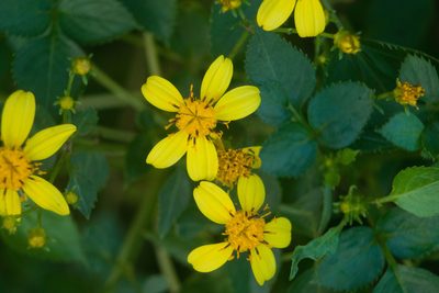 Bidens asymmetrica, photographed by Kevin Faccenda