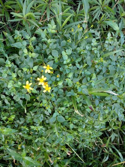 Bidens asymmetrica, photographed by Kevin Faccenda