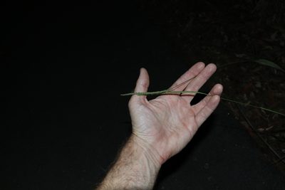 Eremochloa bimaculata, photographed by Greg Tasney
