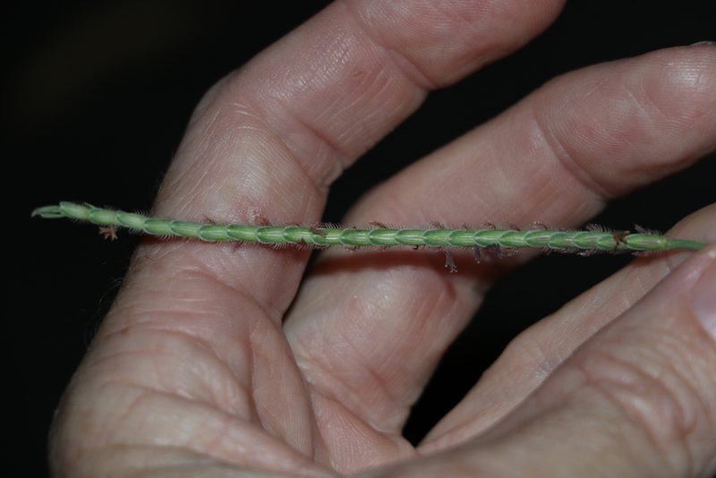 Eremochloa bimaculata, photographed by Greg Tasney
